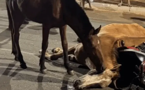 Cavalo tenta 'reanimar' égua que morreu após ser atropelada em Goiânia; vídeo