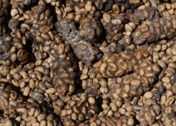 Mais caro do mundo: café colhido de cocô tem compostos químicos únicos 2 Foto: Novian Fazli/ Getty Images