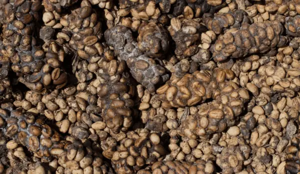 Mais caro do mundo: café colhido de cocô tem compostos químicos únicos 1 Mais caro do mundo: café colhido de cocô tem compostos químicos únicos