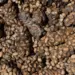 Mais caro do mundo: café colhido de cocô tem compostos químicos únicos 9 Foto: Novian Fazli/ Getty Images