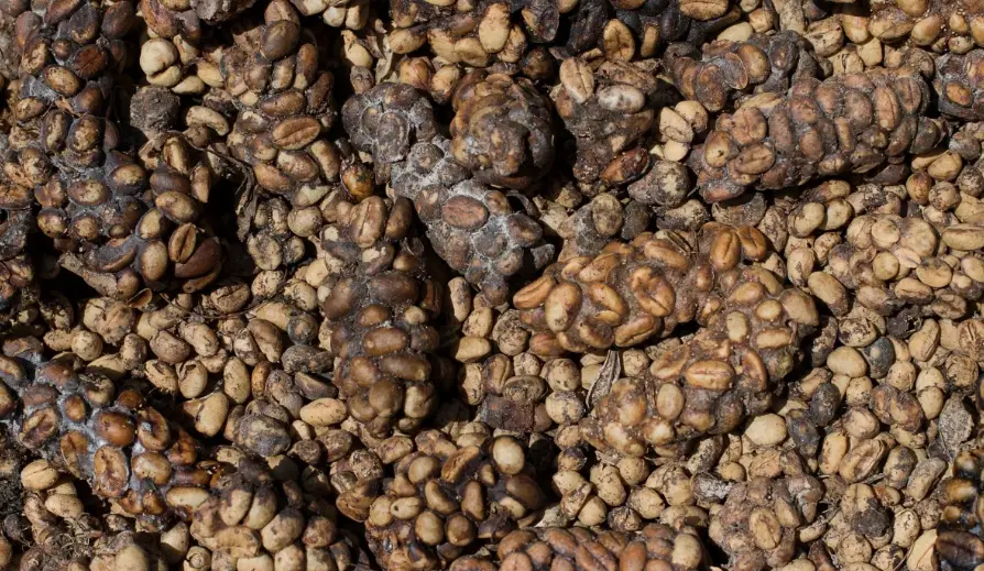Mais caro do mundo: café colhido de cocô tem compostos químicos únicos 1 Foto: Novian Fazli/ Getty Images