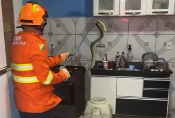 VÍDEO: Casal encontra jararaca de mais de um metro dentro de casa e aciona bombeiros no Acre