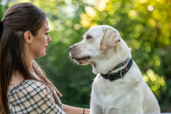 Bom farejador: saiba como cães podem detectar doenças em seus tutores
