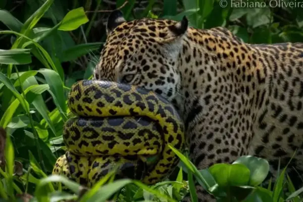 Imagens raras mostram batalha entre sucuri e onça-pintada no Pantanal