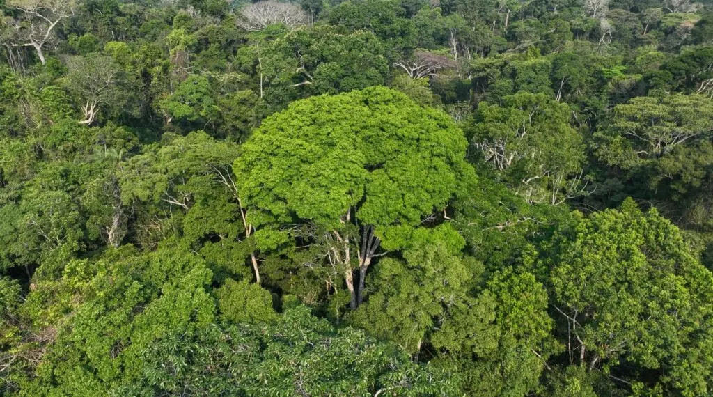Orçamento Climático propõe a incorporação da responsabilidade fiscal climática no processo de planejamento de longo prazo. Foto: Pedro Devani/Secom