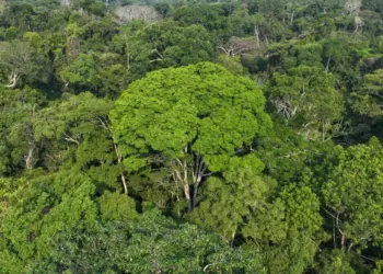 Gladson envia à Aleac projeto que cria Orçamento Climático e organiza gastos públicos para ações ambientais 2 Orçamento Climático propõe a incorporação da responsabilidade fiscal climática no processo de planejamento de longo prazo. Foto: Pedro Devani/Secom
