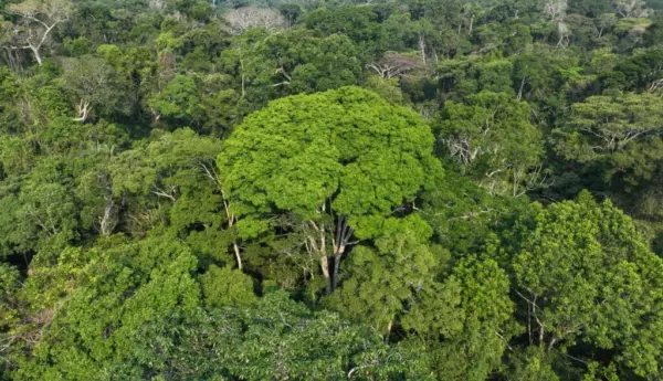 Gladson envia à Aleac projeto que cria Orçamento Climático e organiza gastos públicos para ações ambientais 3 Gladson envia à Aleac projeto que cria Orçamento Climático e organiza gastos públicos para ações ambientais