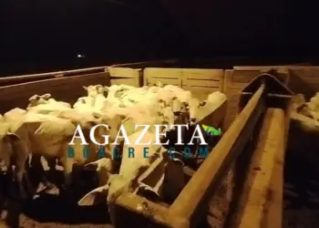 Gado roubado é localizado pela PM no Acre; suspeitos são levados à delegacia 2 Gado roubado é localizado pela PM no Acre; suspeitos são levados à delegacia