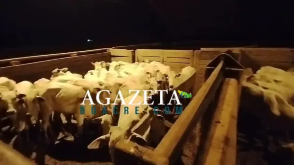 Gado roubado é localizado pela PM no Acre; suspeitos são levados à delegacia 1 Gado roubado é localizado pela PM no Acre; suspeitos são levados à delegacia
