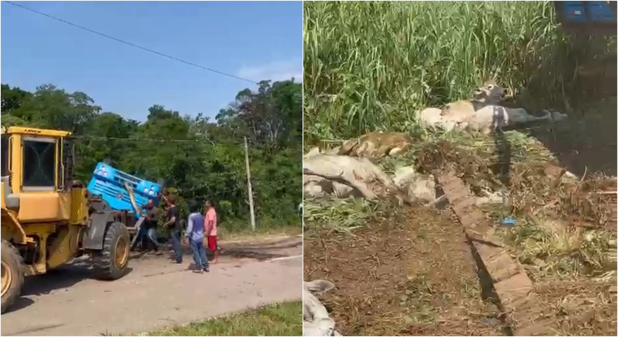 Vídeo mostra bois agonizando após acidente com carreta em Rio Branco 1 Vídeo mostra bois agonizando após acidente com carreta em Rio Branco