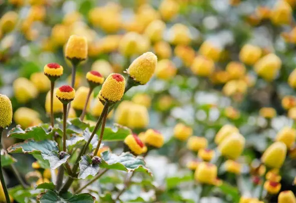 Comum no Acre, jambu pode aumentar o prazer sexual e trazer diversos benefícios à saúde 1 Foto: Getty Images