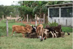 Do sonho à realidade: pecuária sustentável no Acre dobra a renda de produtores e preserva a floresta. VÍDEO 2 Do sonho à realidade: pecuária sustentável no Acre dobra a renda de produtores e preserva a floresta. VÍDEO