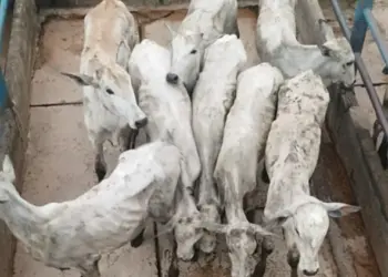 Homem é preso por fraude fiscal e falsidade ideológica em operação conjunta no Acre 2 Foto: Assessoria