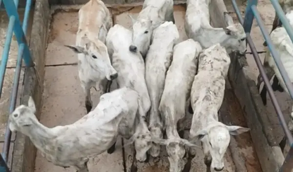 Homem é preso por fraude fiscal e falsidade ideológica em operação conjunta no Acre