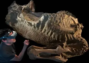 Duas múmias de dinossauro de 66 milhões de anos são identificadas 6 O que são e o que revelam as 'múmias' de dinossauro descobertas nos EUA — Foto: Laboratório de Fósseis da Universidade de Chicago