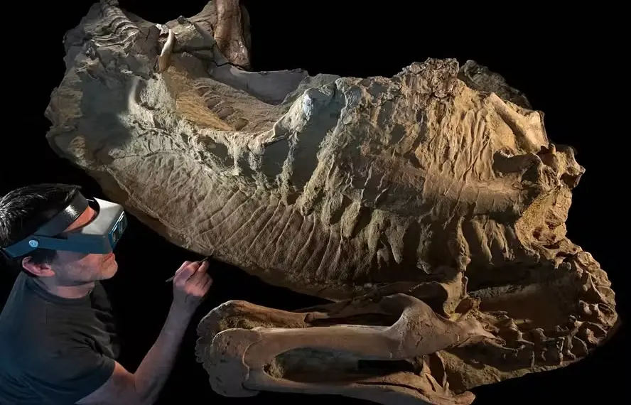 Duas múmias de dinossauro de 66 milhões de anos são identificadas 1 O que são e o que revelam as 'múmias' de dinossauro descobertas nos EUA — Foto: Laboratório de Fósseis da Universidade de Chicago