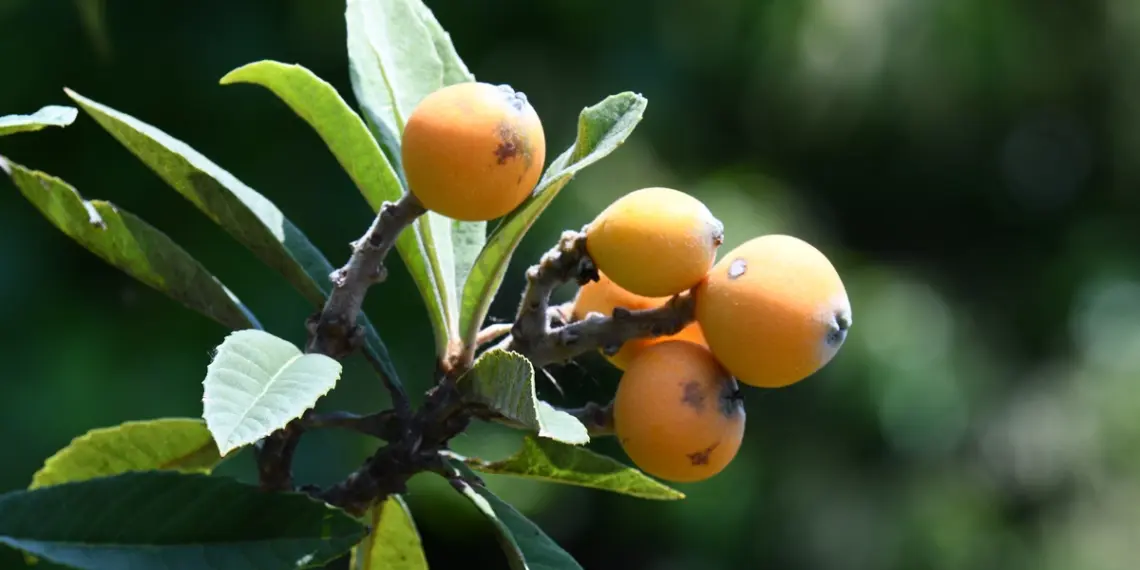 Apesar da origem asiática, a nêspera também é cultivada no Brasil