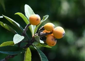 Apesar da origem asiática, a nêspera também é cultivada no Brasil