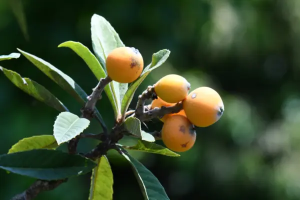 Saiba qual fruta ajuda a diminuir gordura no fígado e eliminar toxinas