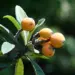 Apesar da origem asiática, a nêspera também é cultivada no Brasil
