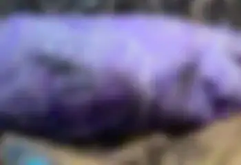 Corpo de idoso desaparecido é encontrado em galinheiro 2 Foto: Material cedido ao Correio