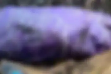 Corpo de idoso desaparecido é encontrado em galinheiro 1 Foto: Material cedido ao Correio