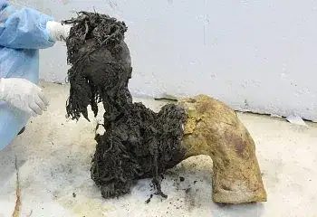 RNA de mamute da Era do Gelo é sequenciado 2 Foto: Valeri Plotnikov