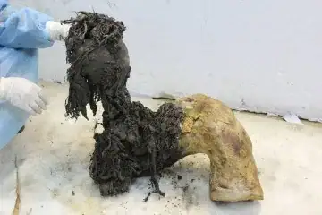 RNA de mamute da Era do Gelo é sequenciado 1 Foto: Valeri Plotnikov