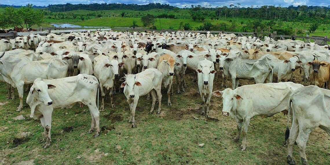 Foto: Ascom/Idaf
A declaração abrange espécies como bov