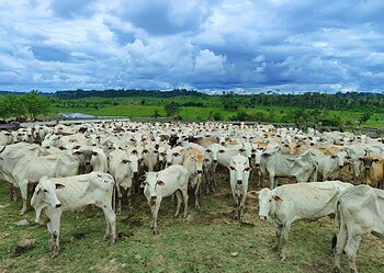 Foto: Ascom/Idaf
A declaração abrange espécies como bov