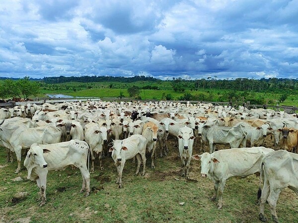 Idaf prorroga prazo para Declaração de Rebanhos e reforça campanha de vacinação contra a brucelose no Acre