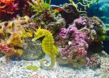 Cavalos-marinhos machos engravidam — Foto: AdobeStock