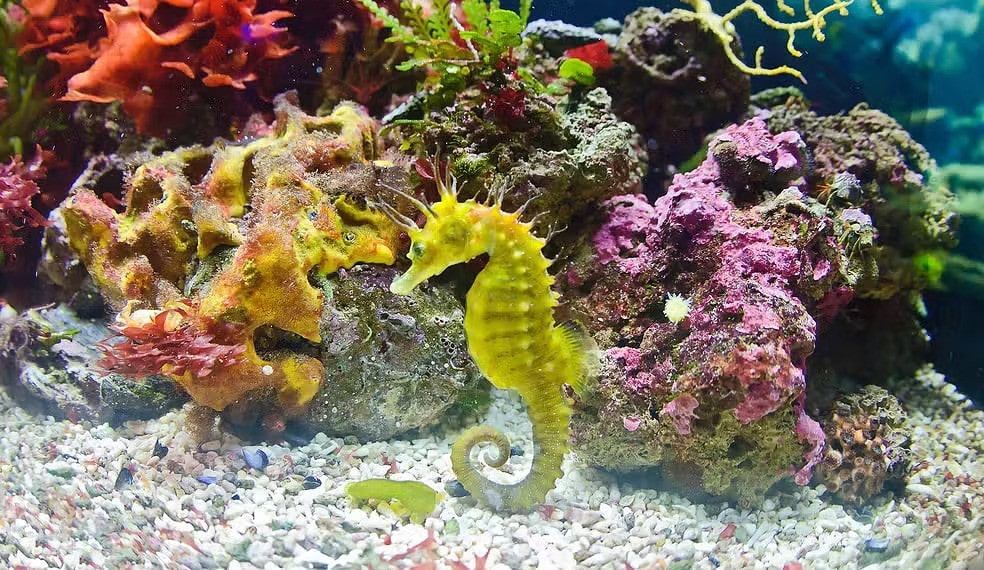 Cavalos-marinhos machos engravidam — Foto: AdobeStock