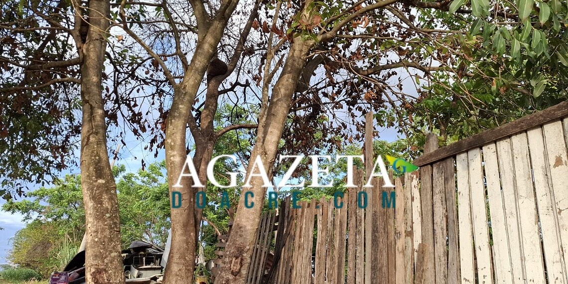 Menina de 10 anos cai de árvore de 7 metros e sofre fraturas em Rio Branco