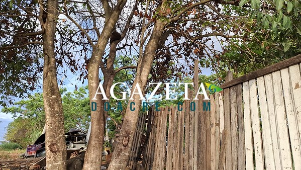 Menina de 10 anos cai de árvore de 7 metros e sofre fraturas em Rio Branco