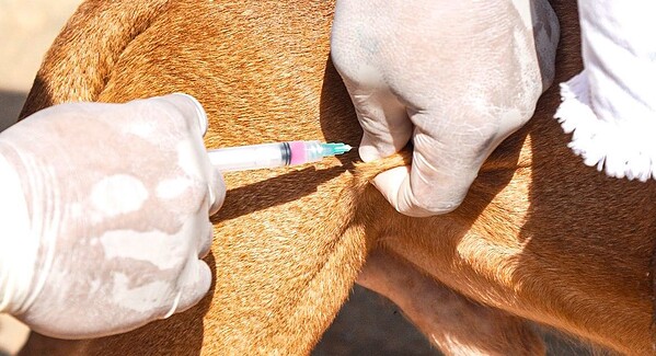 Rio Branco supera 38 mil animais vacinados e encerra campanha antirrábica com ação no Esperança III