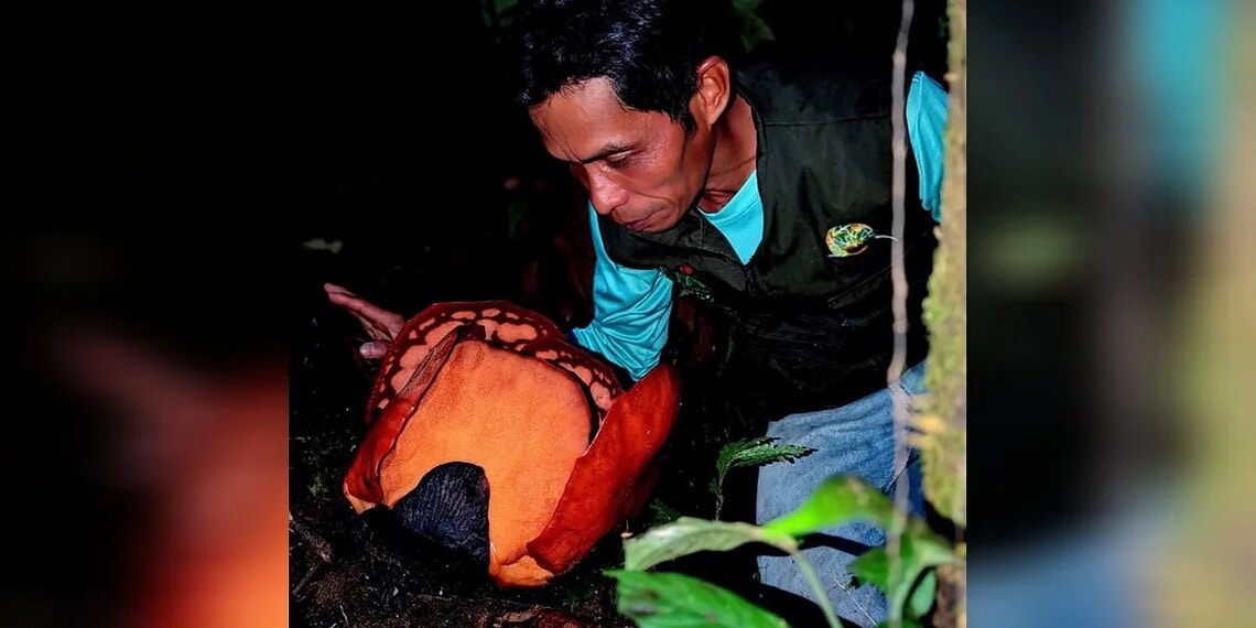 Reprodução/x/thorogoodchris1