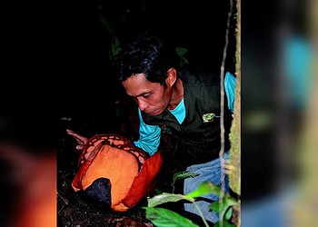 Expedição registra flor mais rara do planeta: “Buscava há 13 anos” 14 Reprodução/x/thorogoodchris1