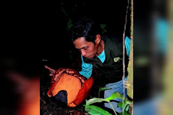 Expedição registra flor mais rara do planeta: “Buscava há 13 anos”