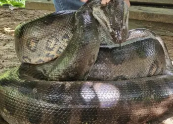 VÍDEO: Sucuri gigante é resgatada em área urbana de Porto Velho