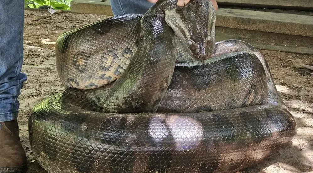 VÍDEO: Sucuri gigante é resgatada em área urbana de Porto Velho