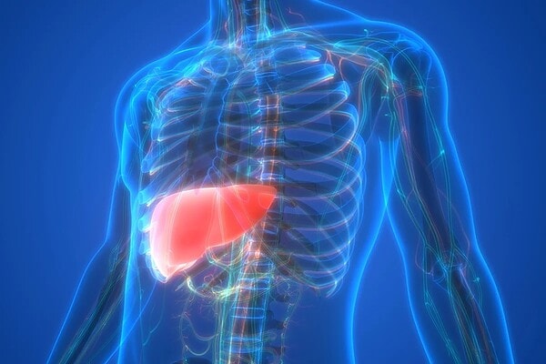 Estilo de vida moderno estimula acúmulo de gordura no fígado