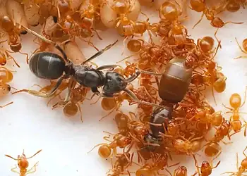 Foto: Divulgação/Keizo Takasuka/Universidade de Kyushu