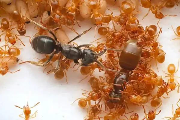 Estelionato animal: formiga parasita engana operárias para ser rainha
