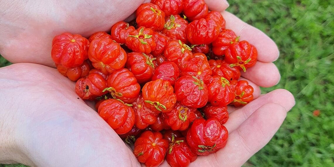 Fruta brasileira protege o fígado e ajuda na prevenção de infecções 1 A pitanga, uma fruta nativa do Brasil, tem diversos benefícios para a saúde - Foto: Elis Cora/Getty Images