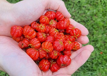 A pitanga, uma fruta nativa do Brasil, tem diversos benefícios para a saúde - Foto: Elis Cora/Getty Images