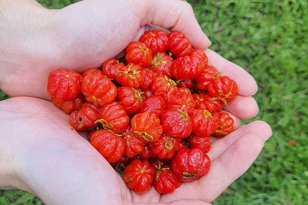 Fruta brasileira protege o fígado e ajuda na prevenção de infecções