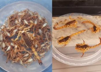 Foto: Cedidas/Natalí Matsumoto