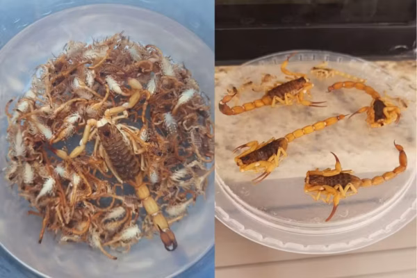 Mulher encontra cerca de 300 escorpiões venenosos no quintal de casa no Paraná; veja cuidados