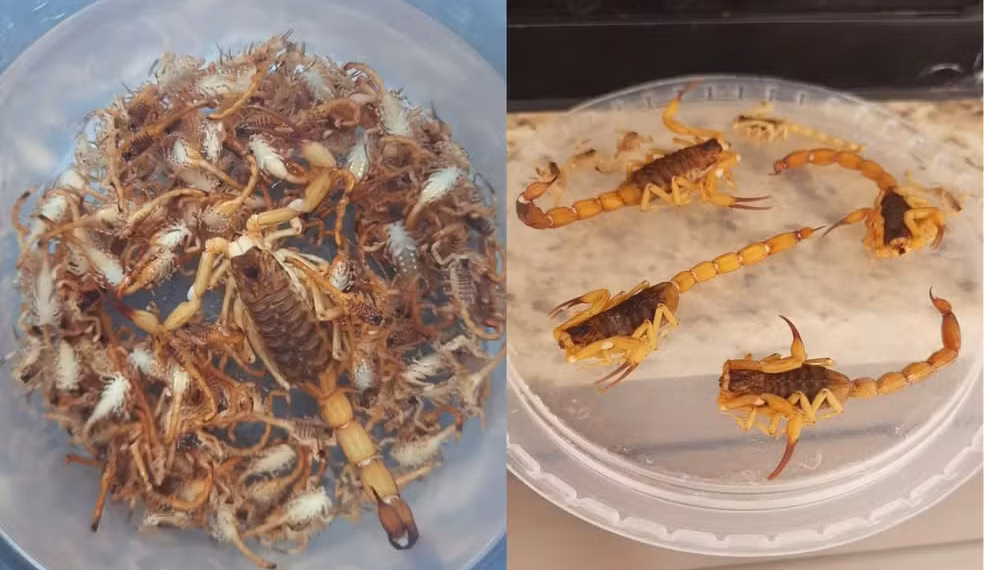 Foto: Cedidas/Natalí Matsumoto